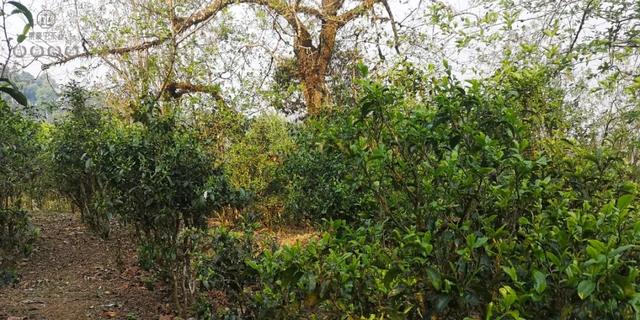 待疫情過去,我第一個想見你