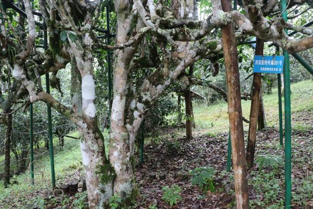 你所不知道的老班章(下篇)