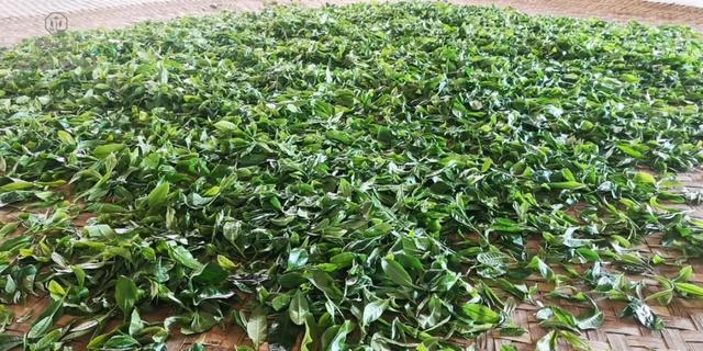 春來發幾枝,愿君多采擷